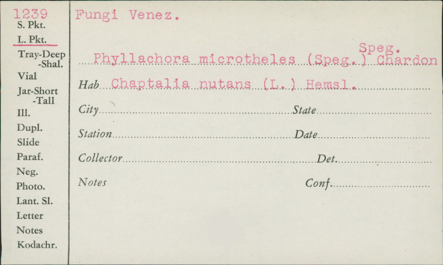 Phyllachora microtheles image