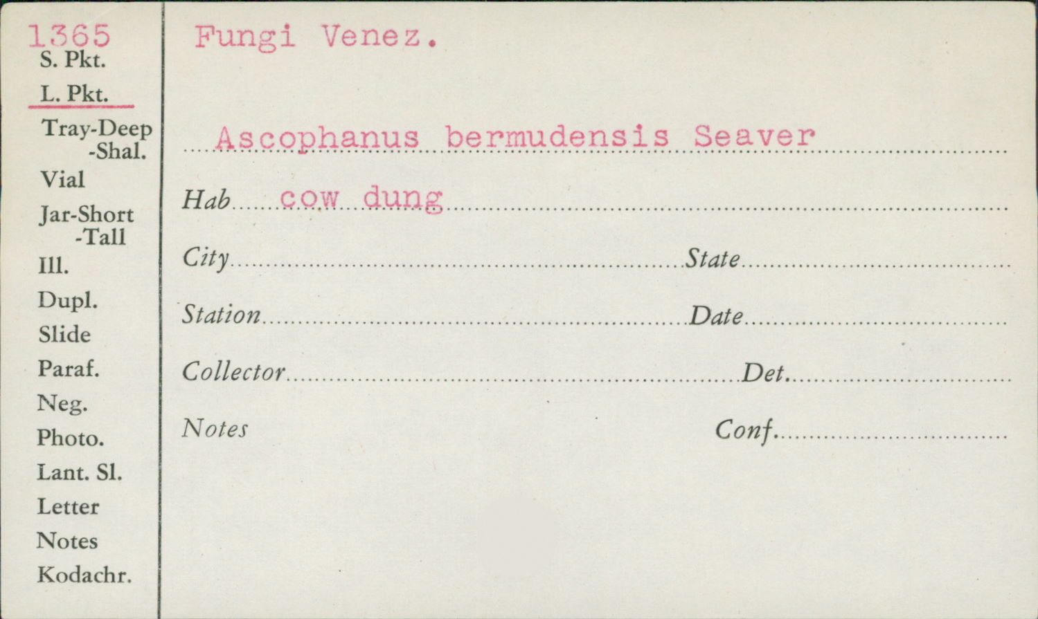 Ascophanus bermudensis image