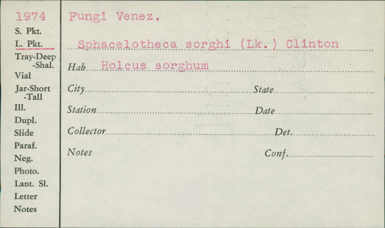 Sporisorium sorghi image