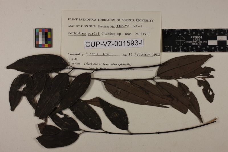 Coccodiella melastomatum image
