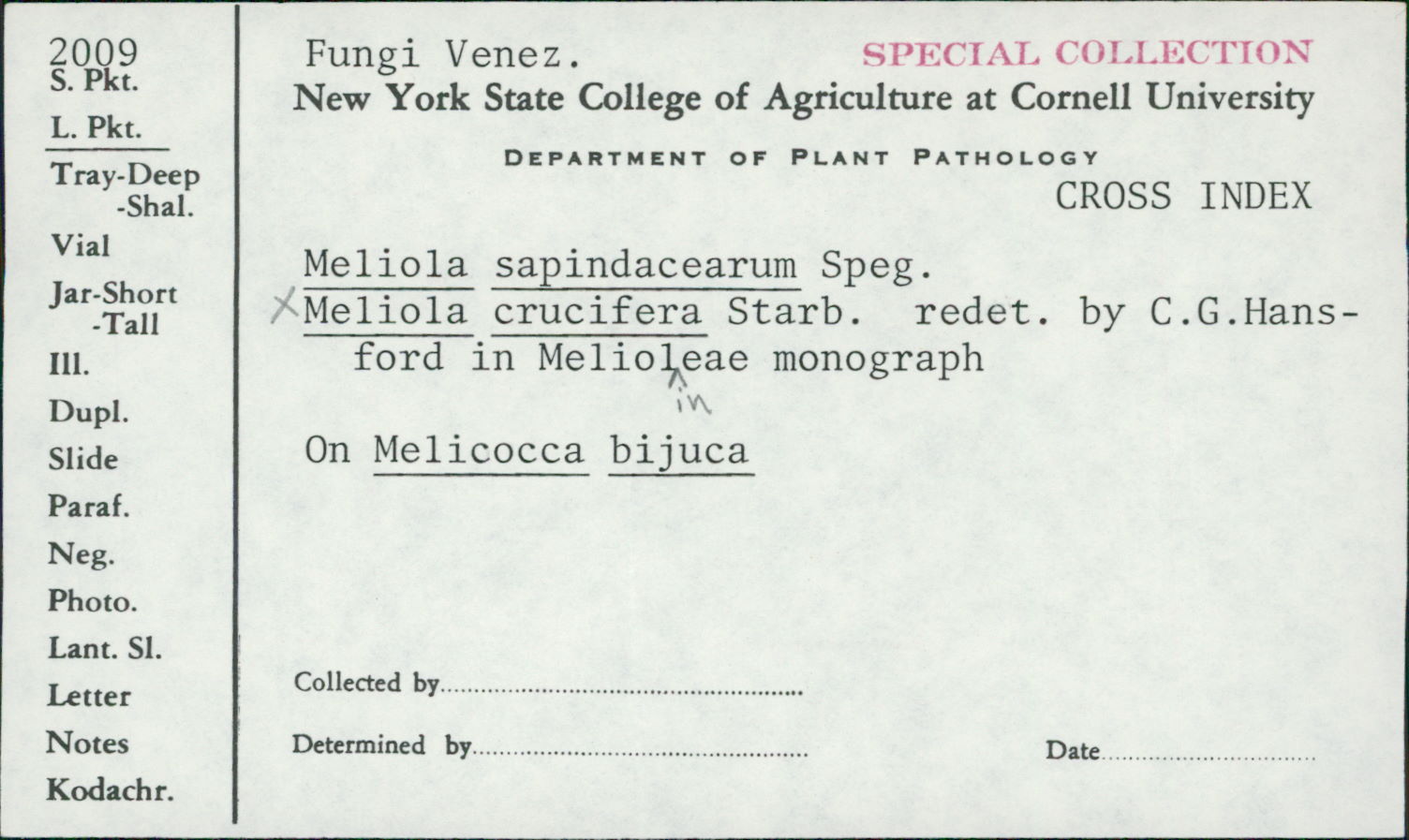 Meliola crucifera image