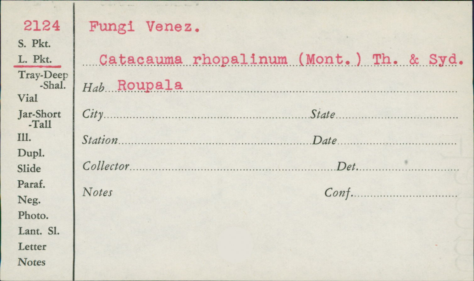 Catacauma roupalinum image