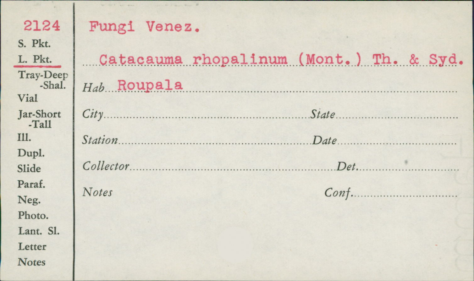 Catacauma roupalinum image