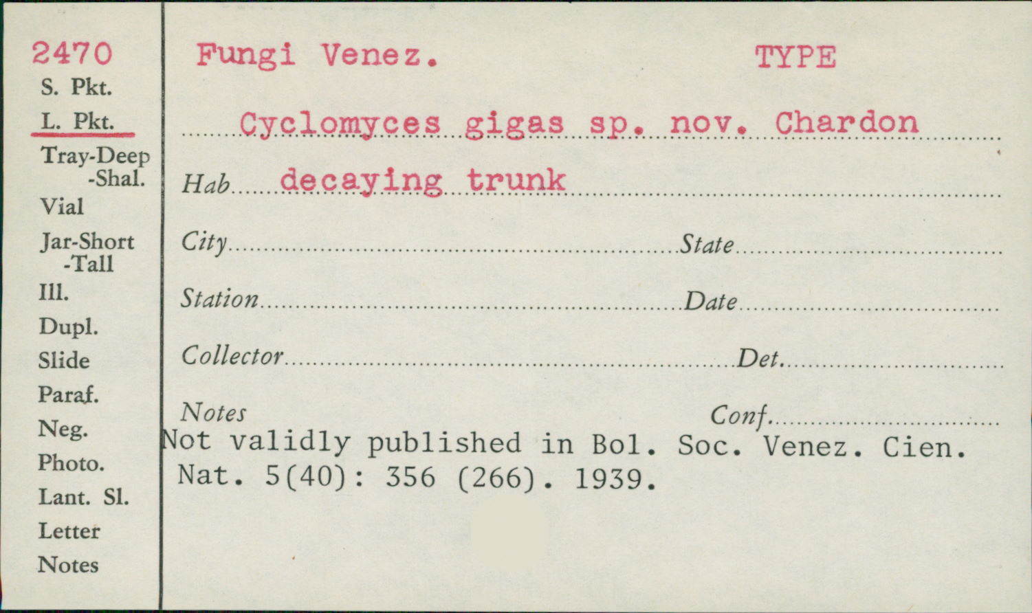 Cyclomyces gigas image