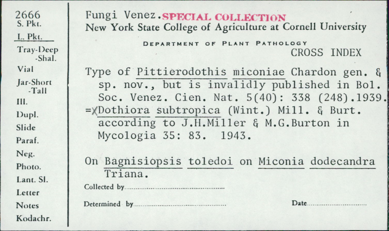 Pittierodothis miconiae image