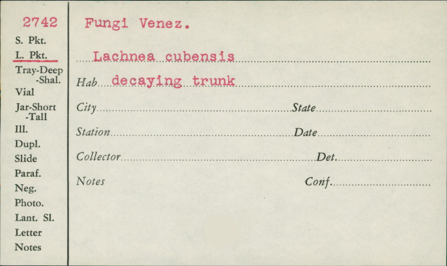 Lachnea cubensis image