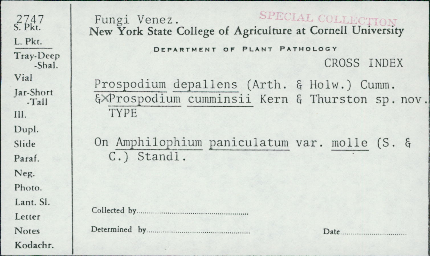 Prospodium cumminsii image