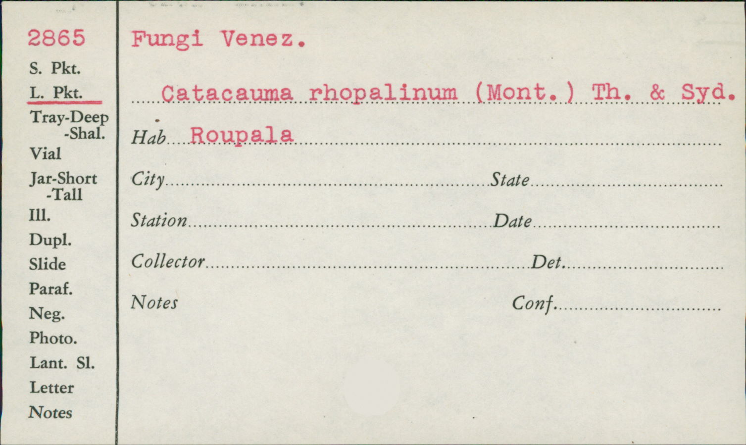 Catacauma roupalinum image