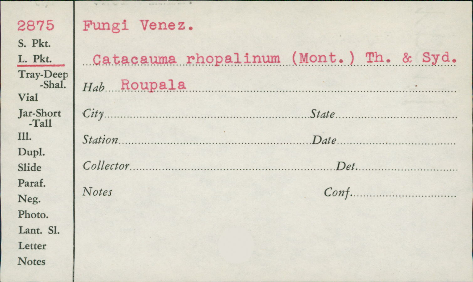 Catacauma roupalinum image