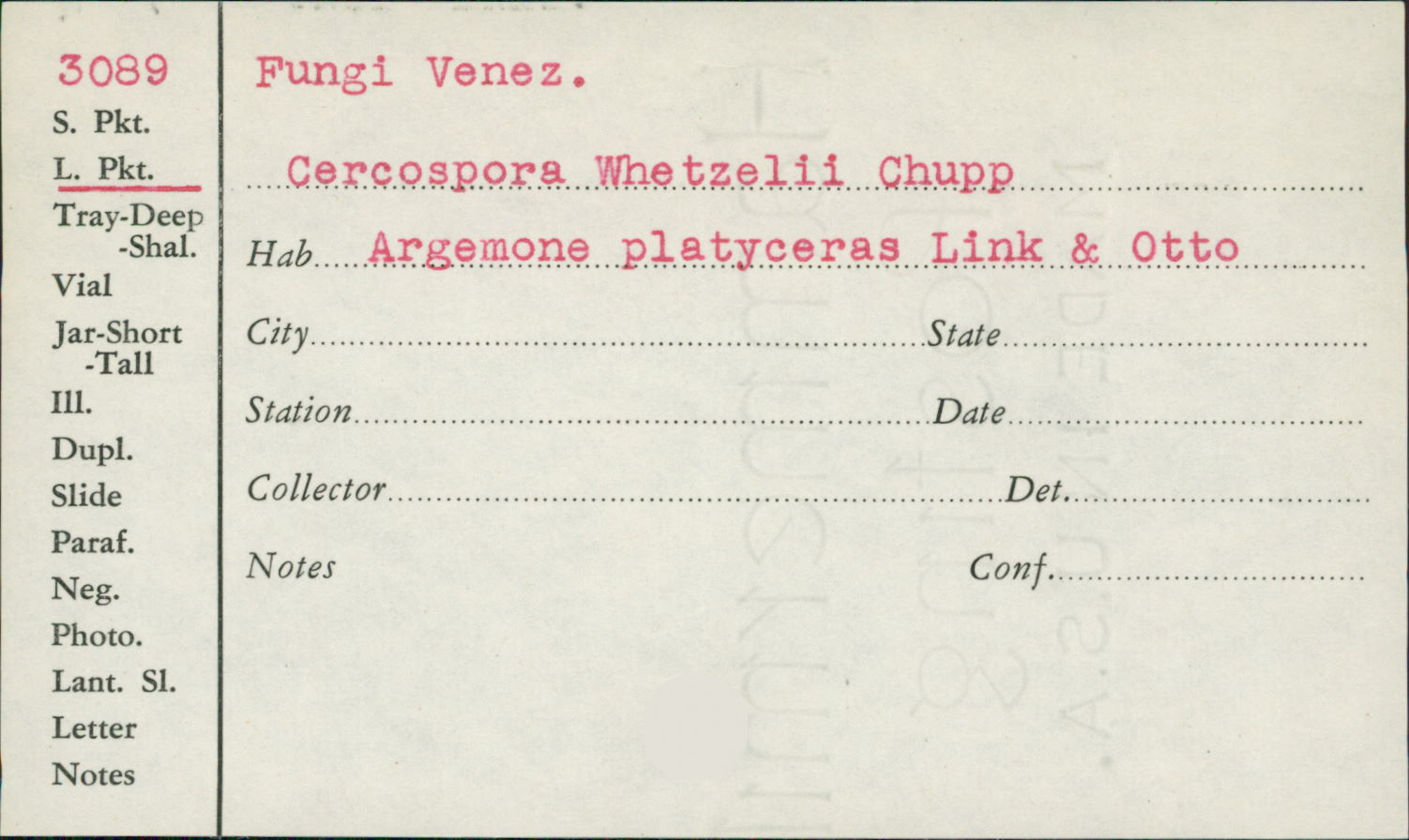 Cercospora whetzelii image