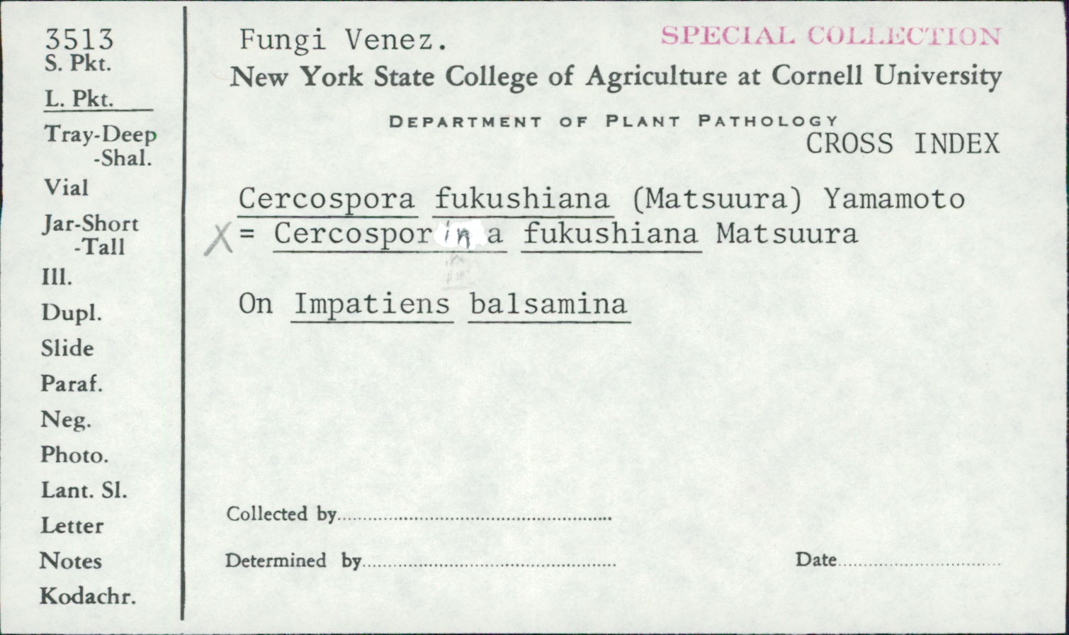 Cercospora fukushiana image