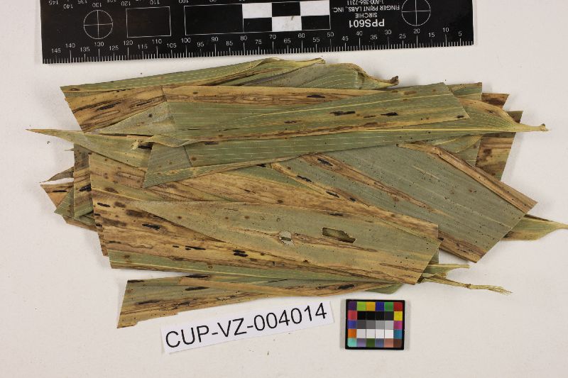 Phyllachora guaduae image
