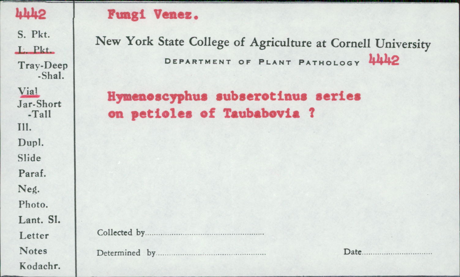 Hymenoscyphus subserotinus image