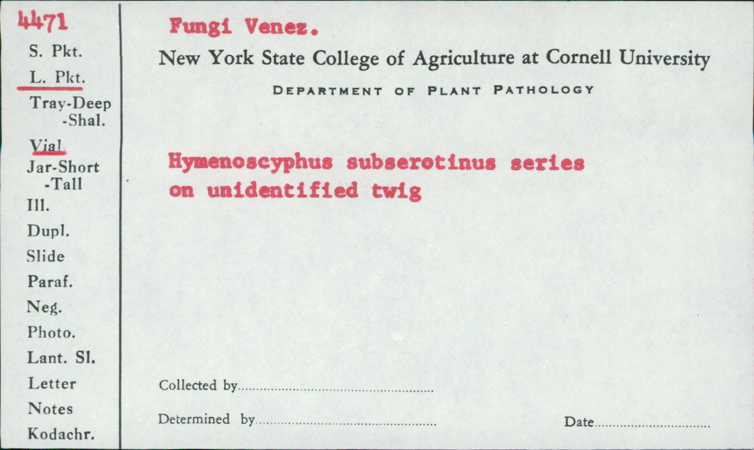 Hymenoscyphus subserotinus image