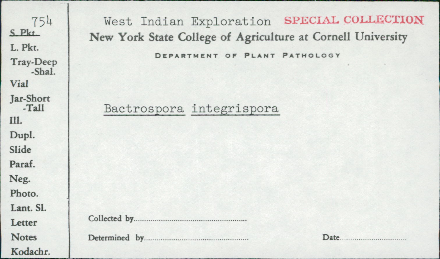 Bactrospora integrispora image