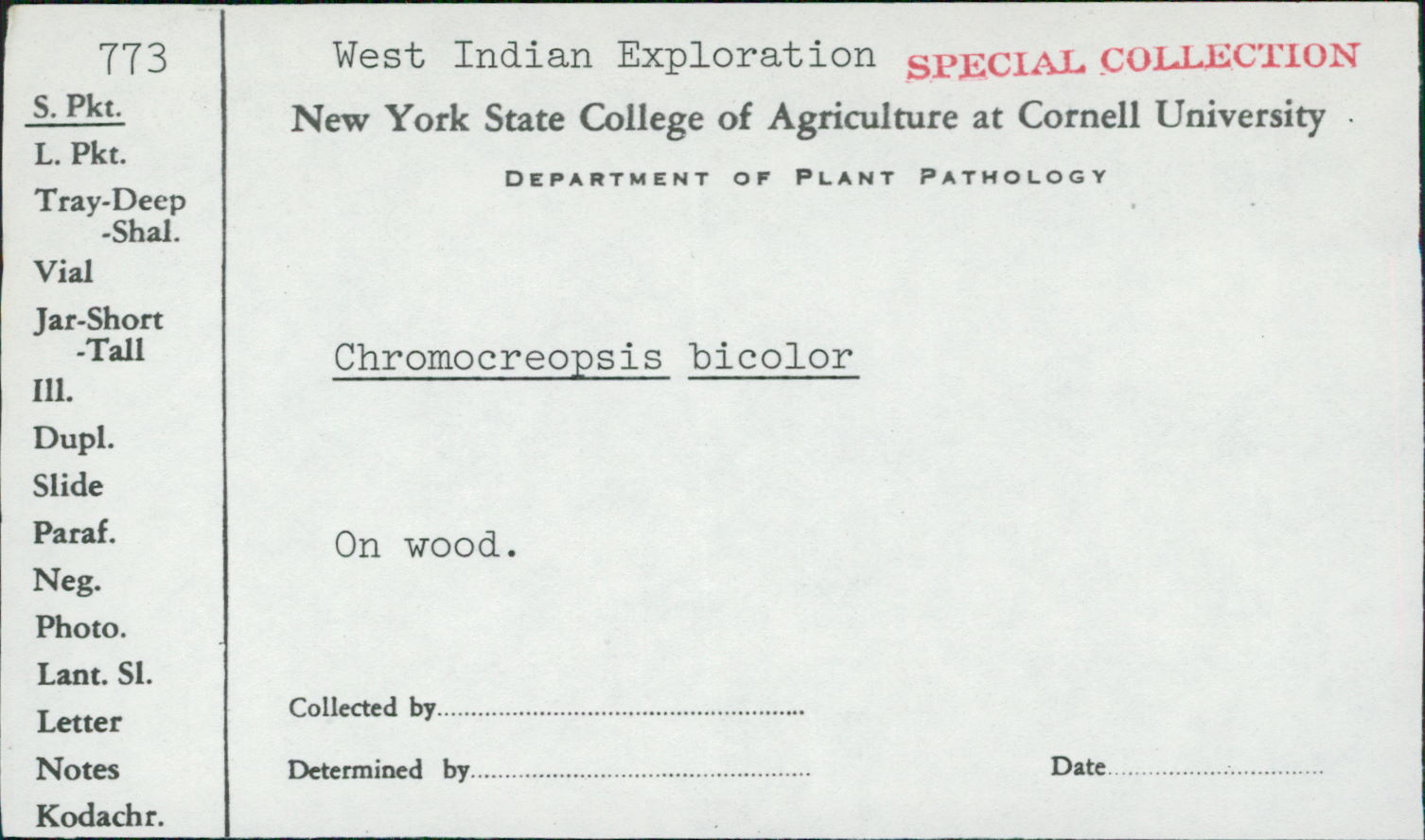 Chromocreopsis bicolor image