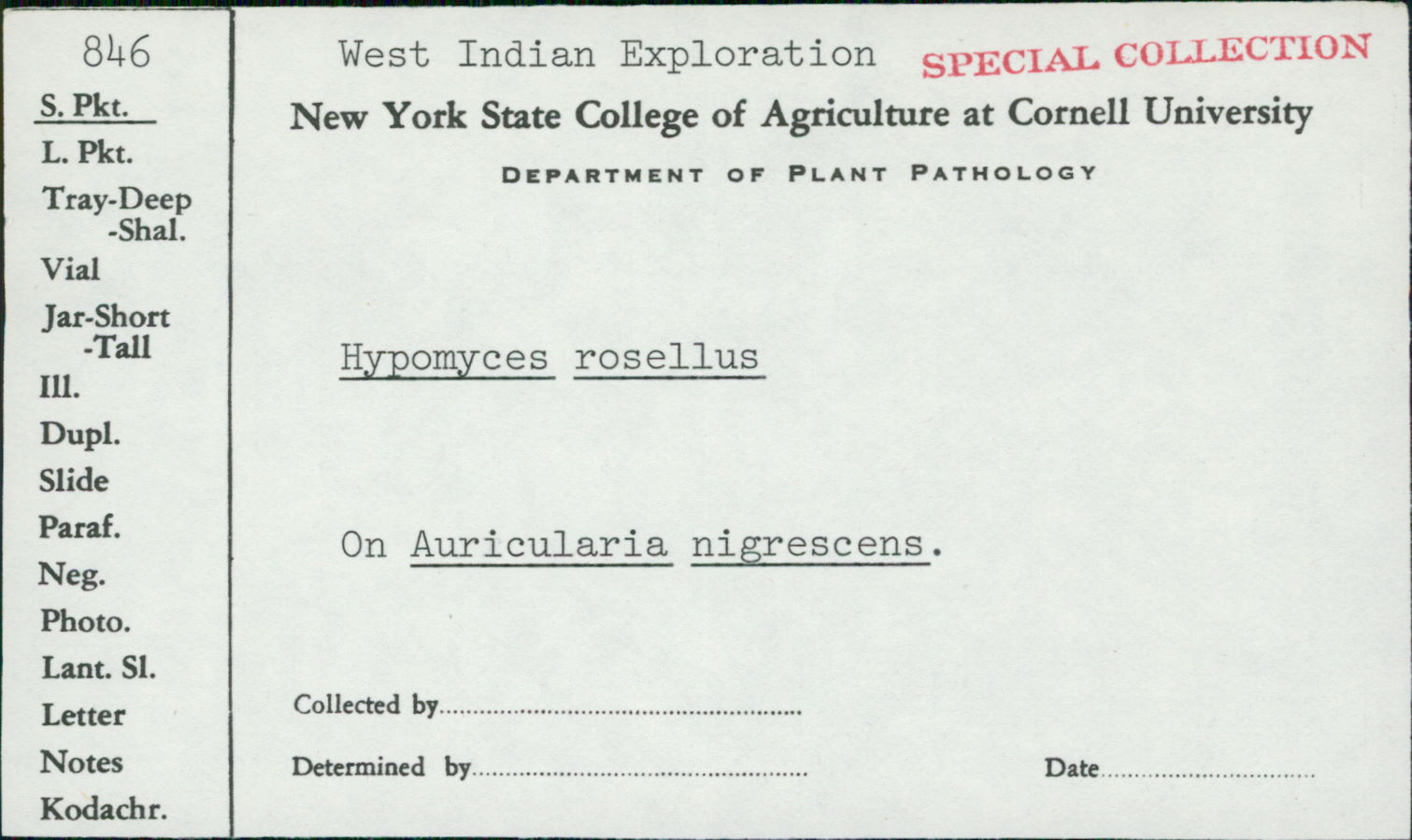 Auricularia nigrescens image