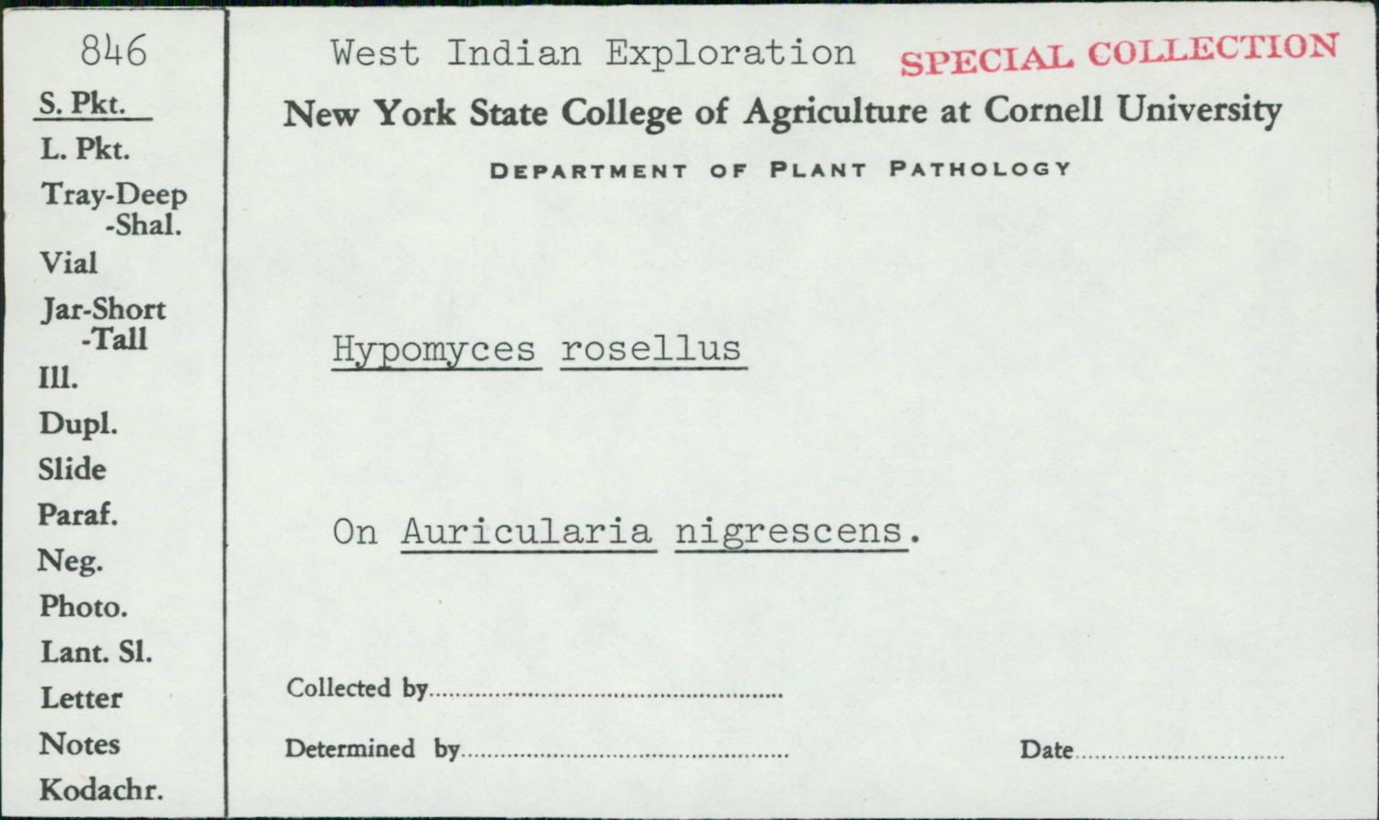 Auricularia nigrescens image