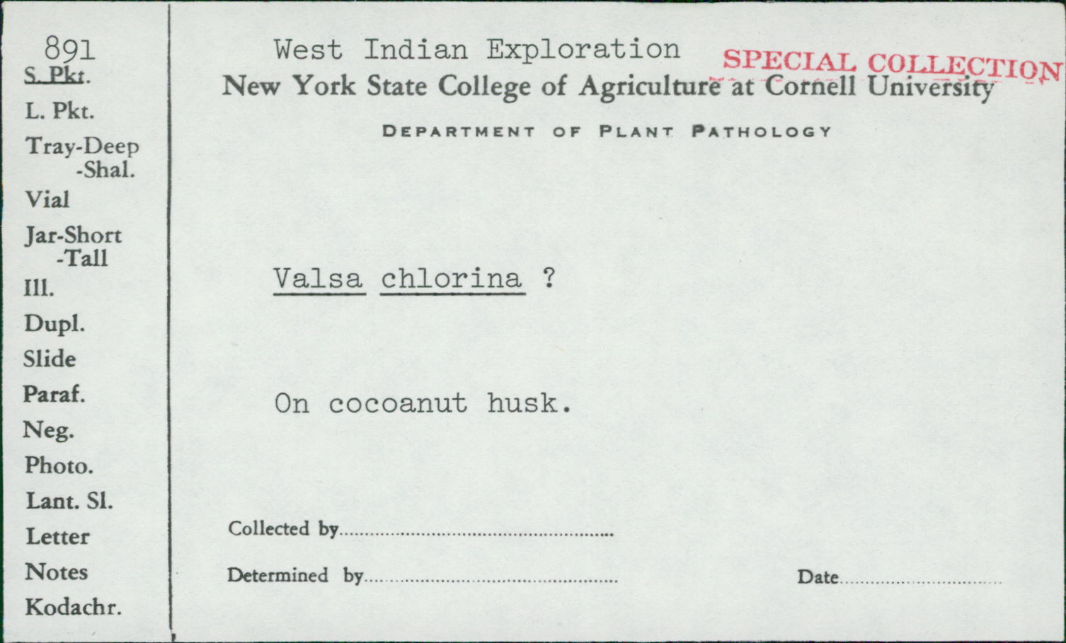 Valsa chlorina image