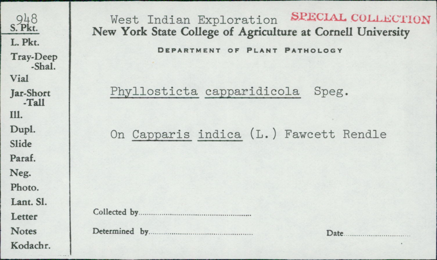 Phyllosticta capparidicola image