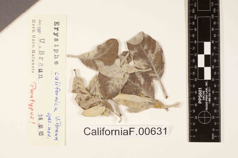 Erysiphe californica image