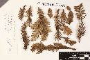 Mycosphaerella sequoiae image