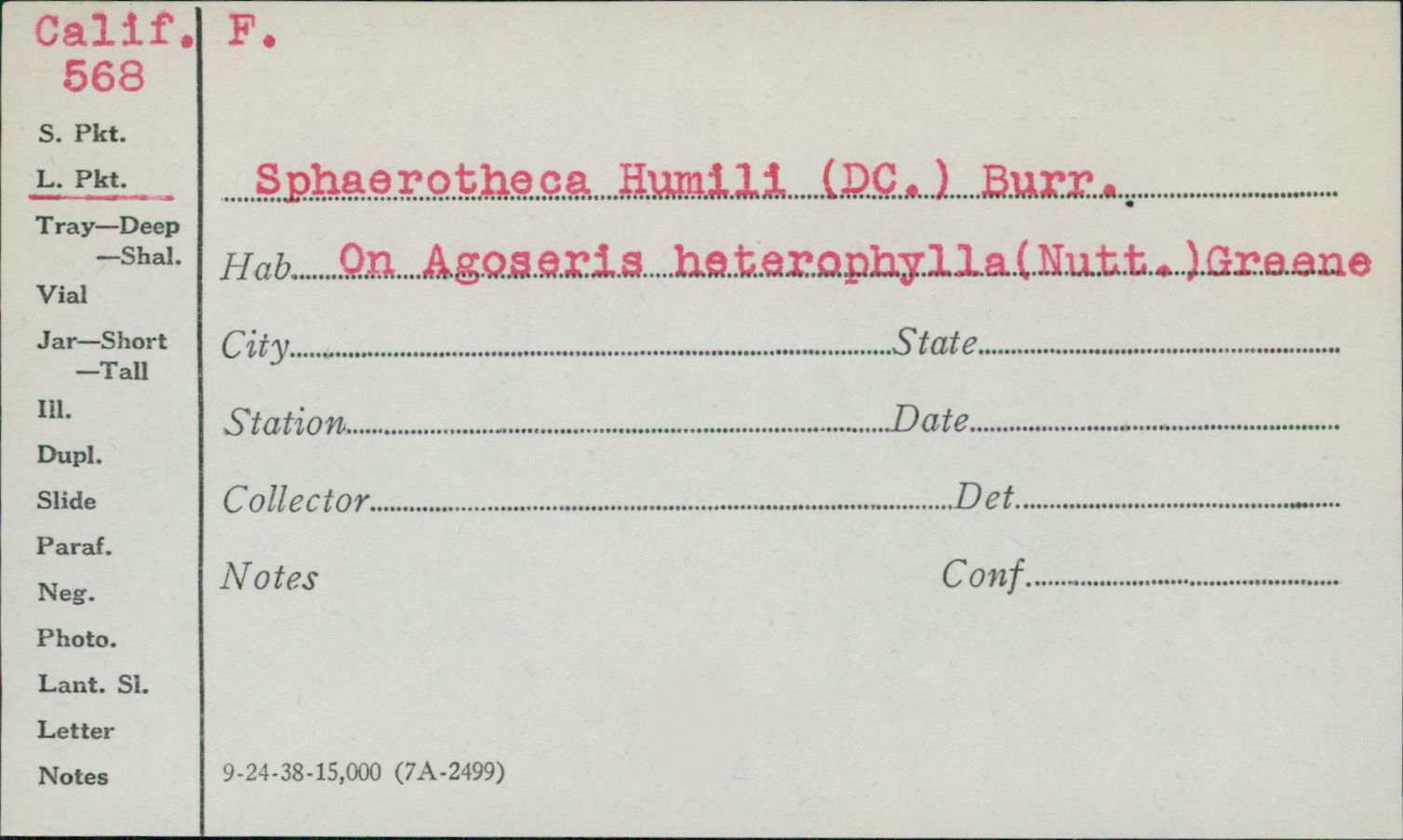 Sphaerotheca humuli var. humuli image