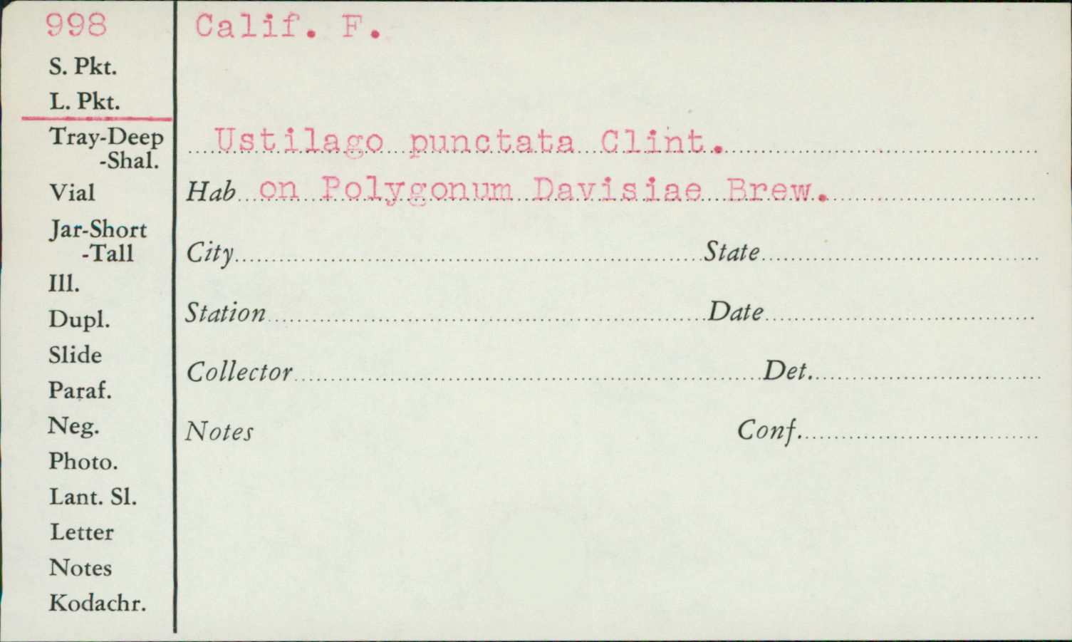 Ustilago punctata image