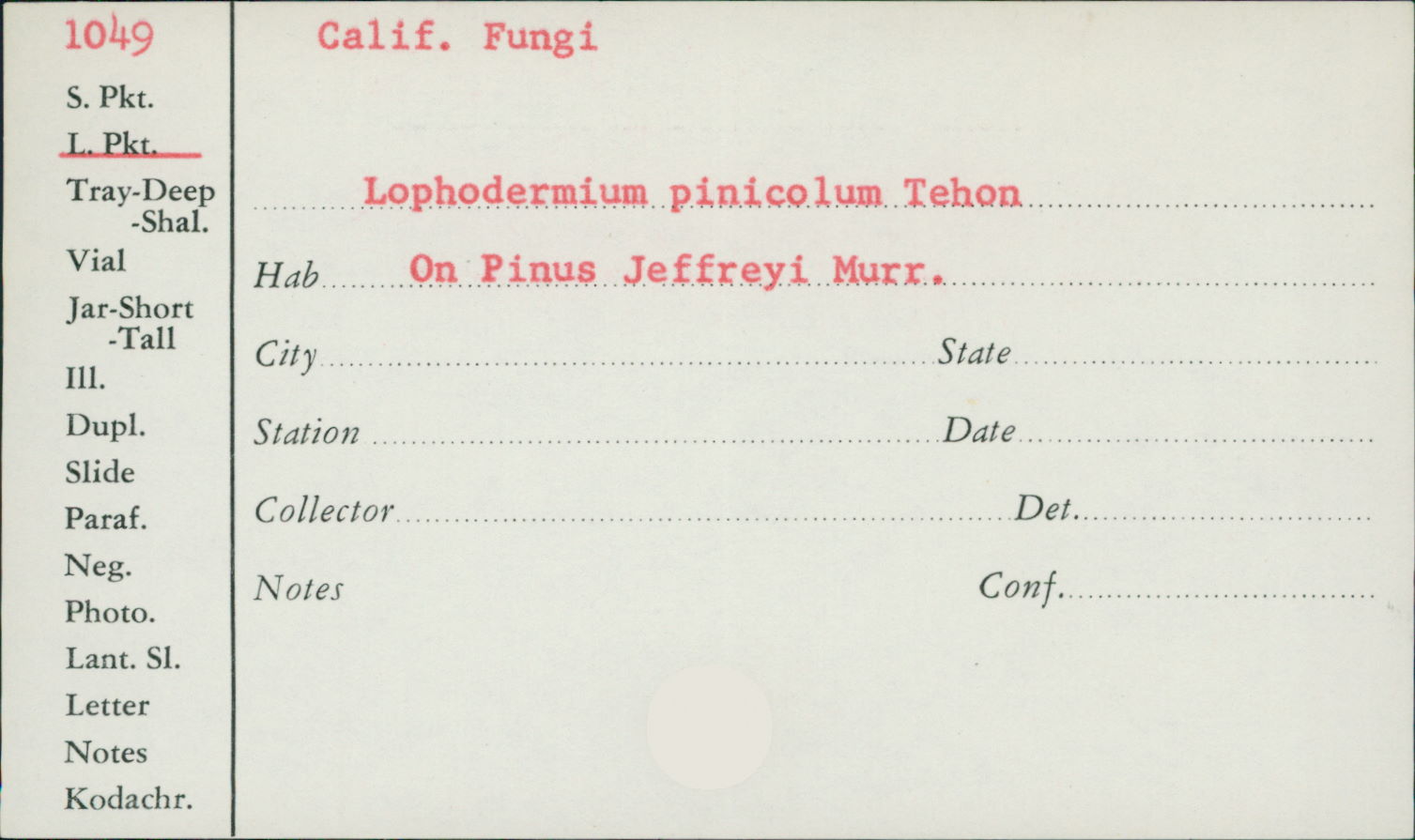 Lophodermium pinicolum image