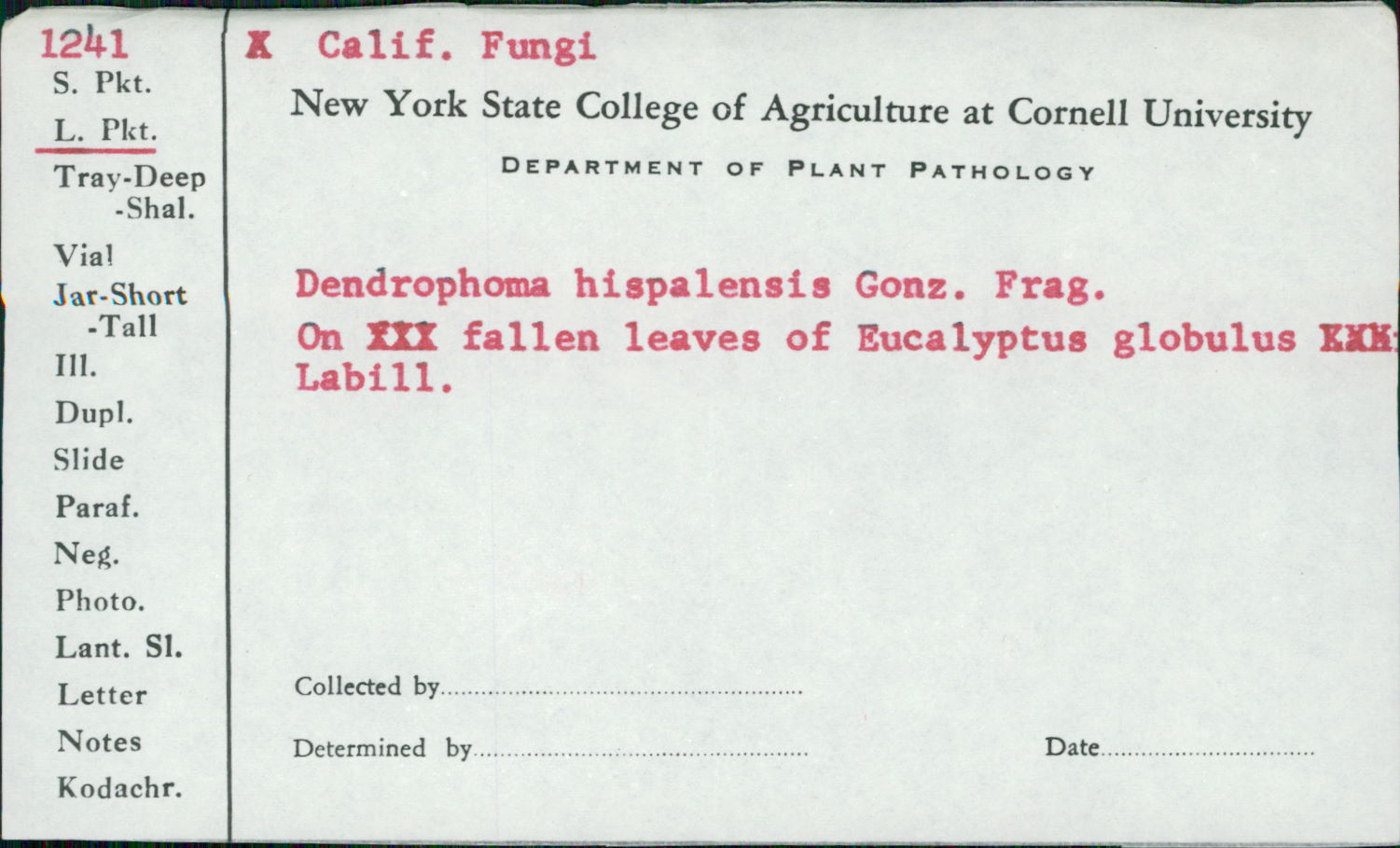 Dendrophoma hispalensis image