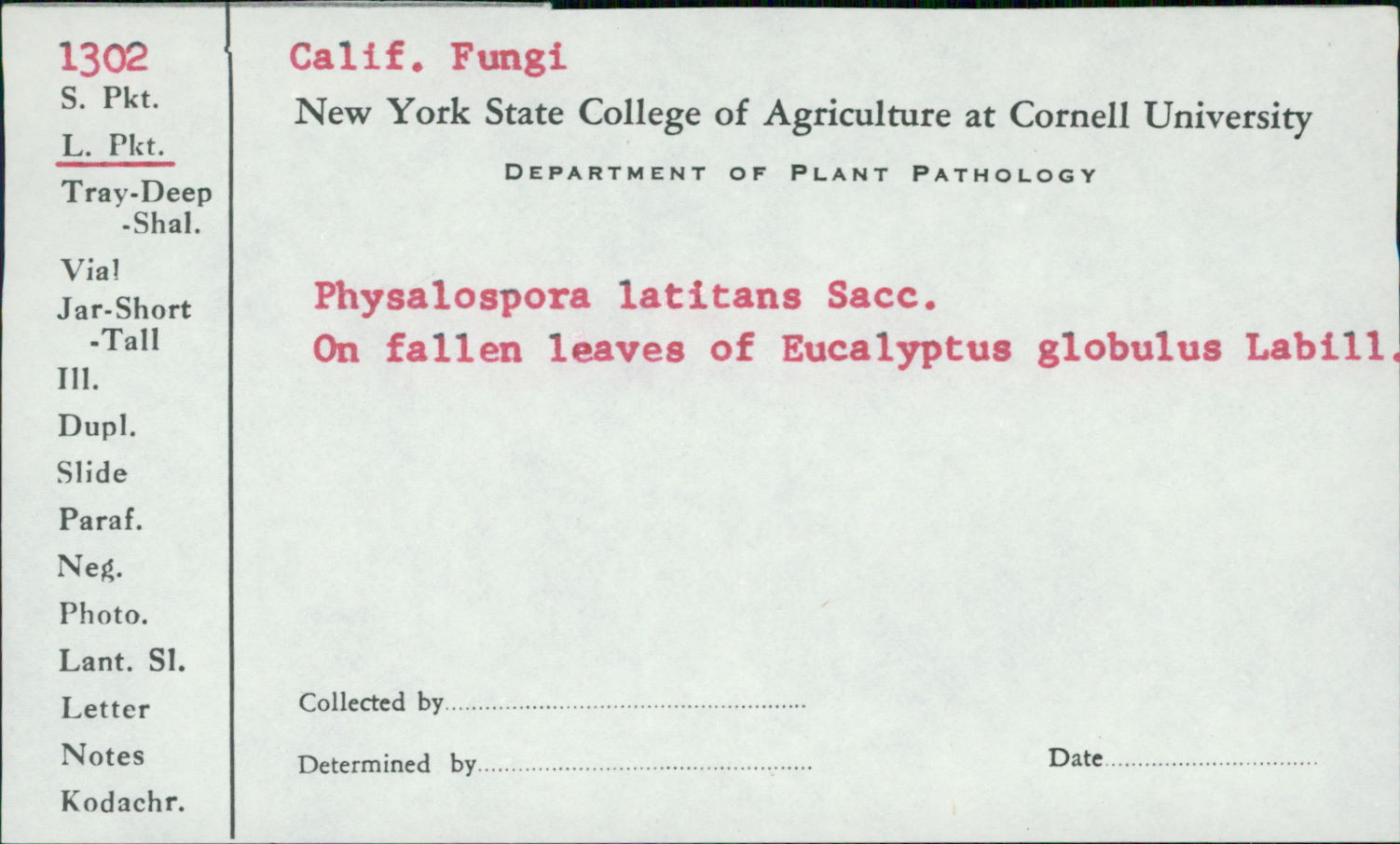 Clypeophysalospora latitans image