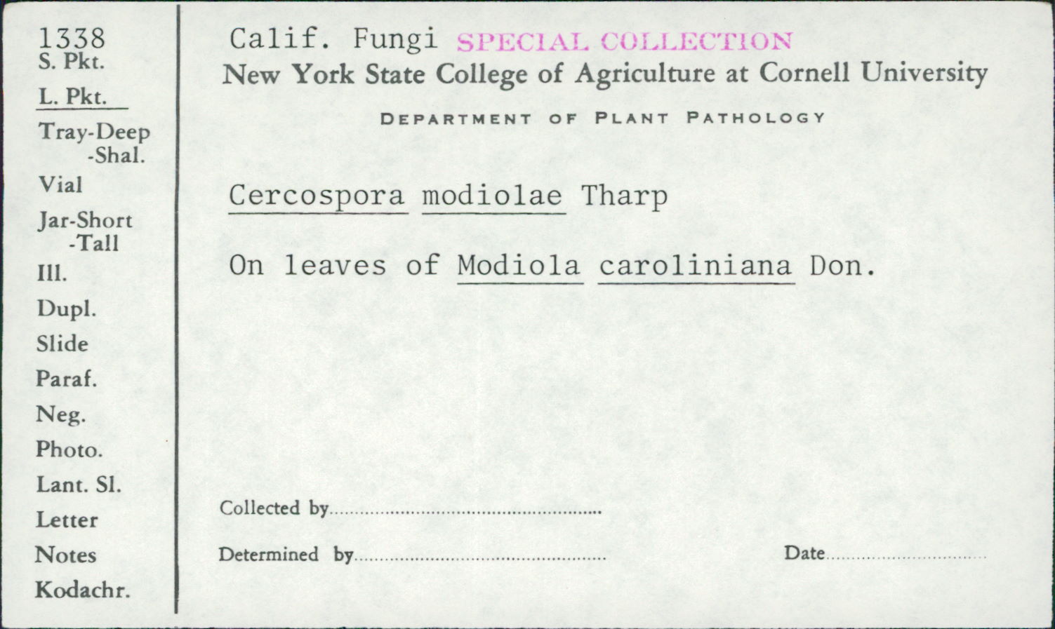 Cercospora modiolae image