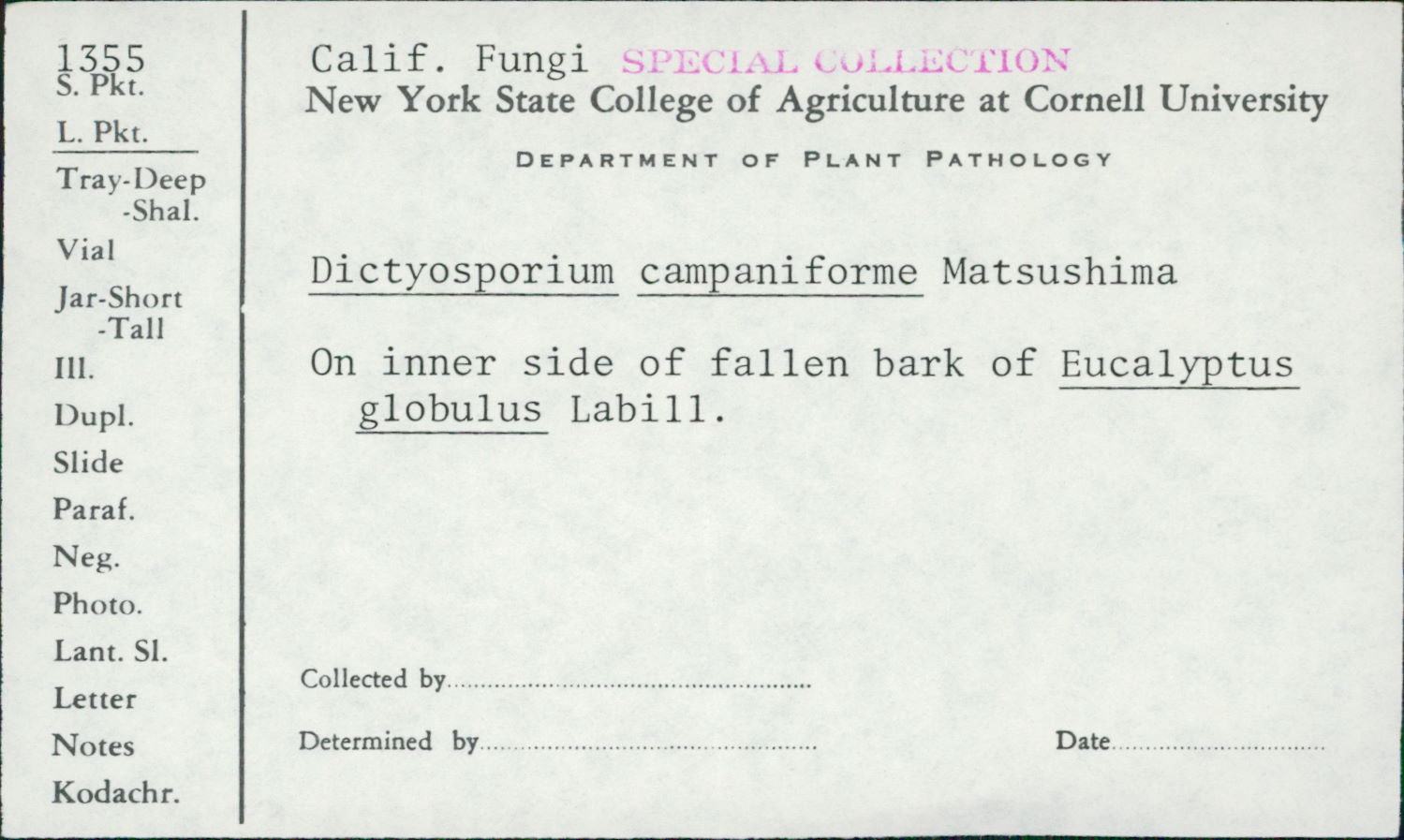 Dictyosporium campaniforme image