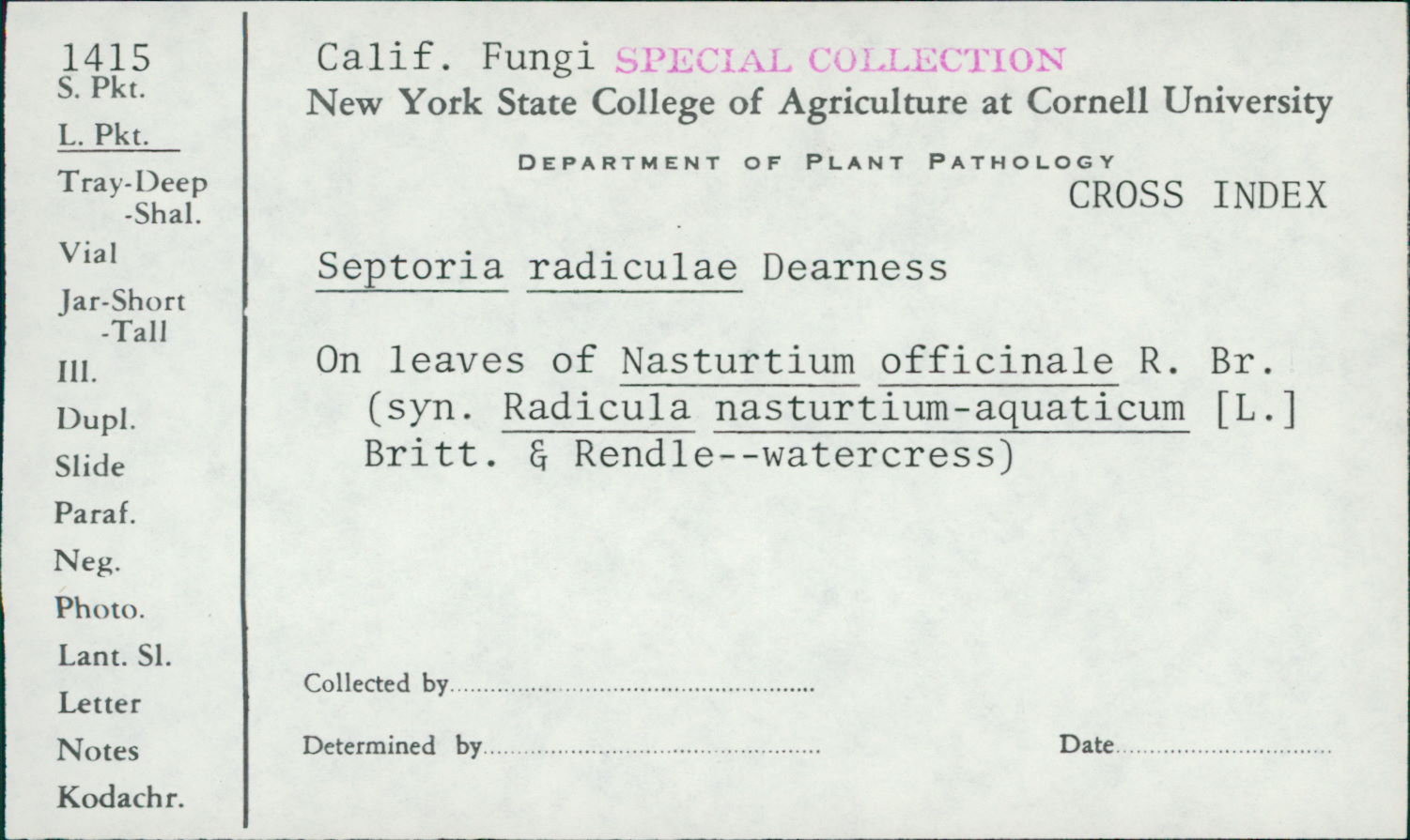 Septoria radiculae image