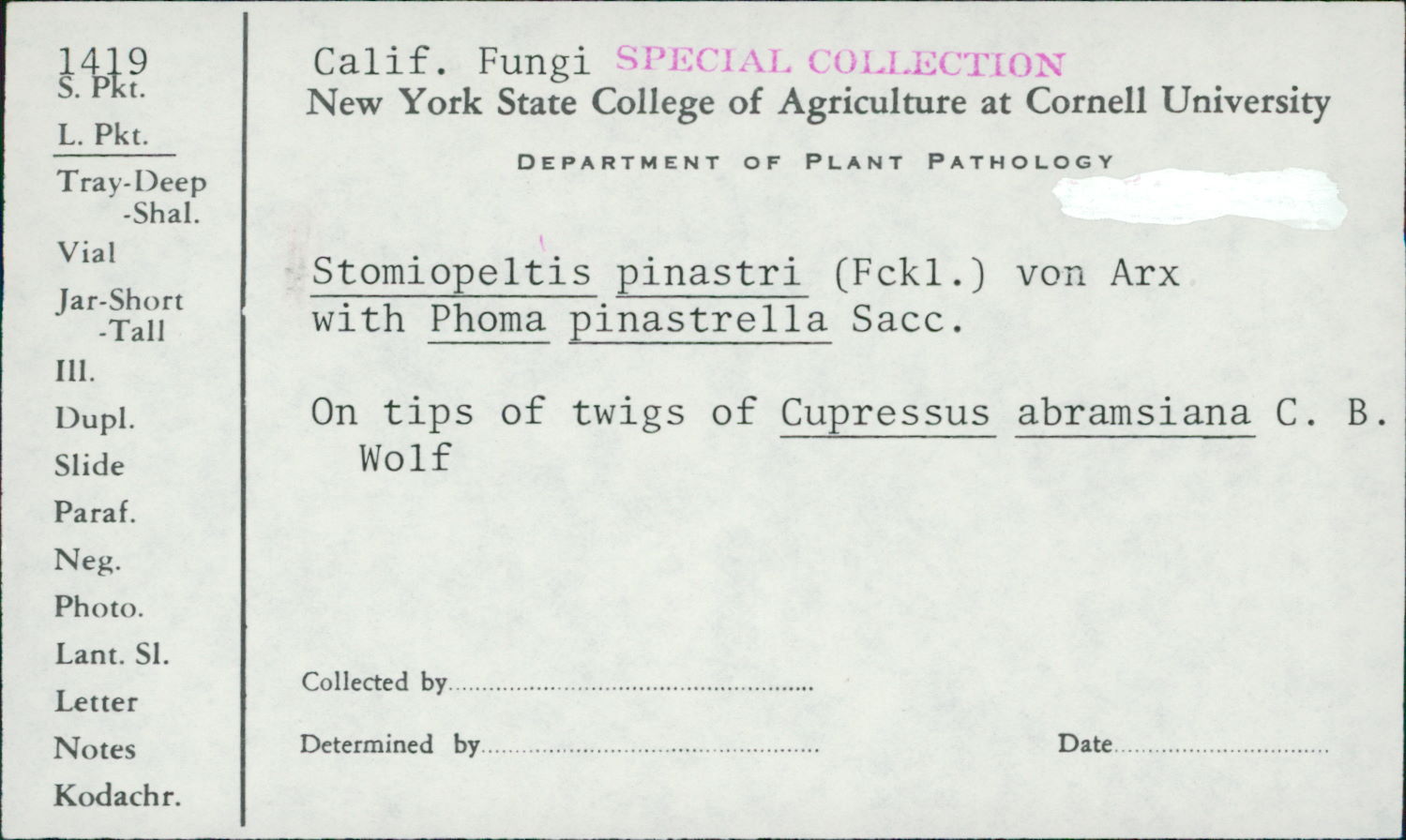 Phoma pinastrella image