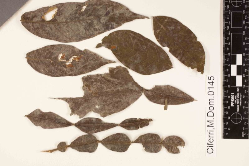 Oidium erysiphoides f. ingae image