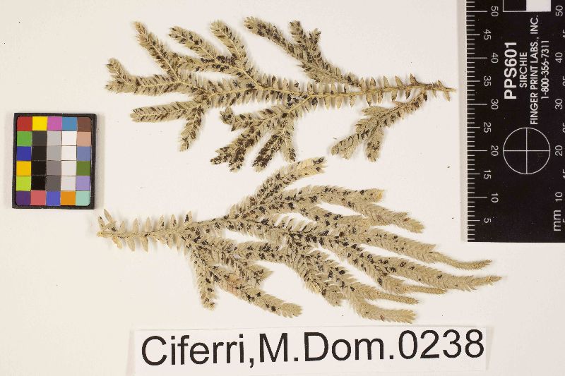 Irenopsis selaginellarum image