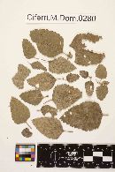 Oidium erysiphoides f. malvastri image