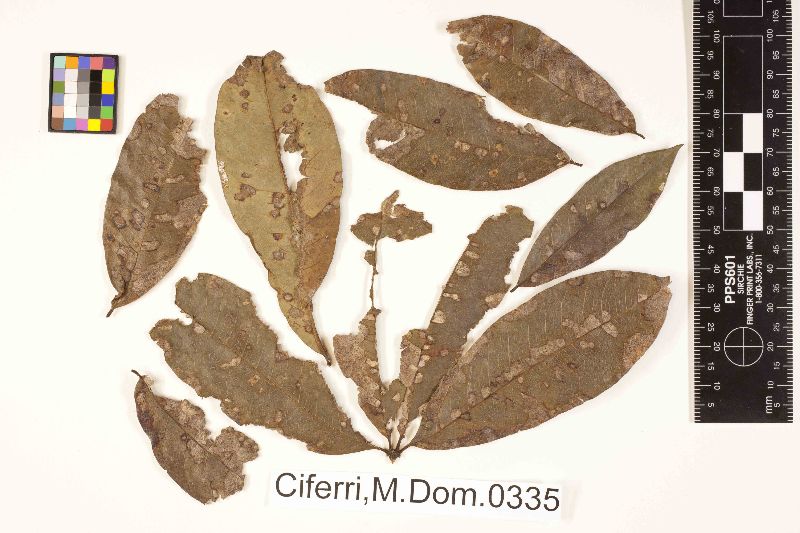 Chaetothyriaceae image
