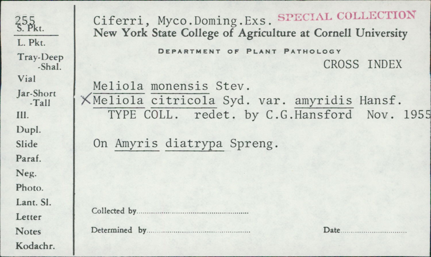 Meliola citricola var. amyridis image