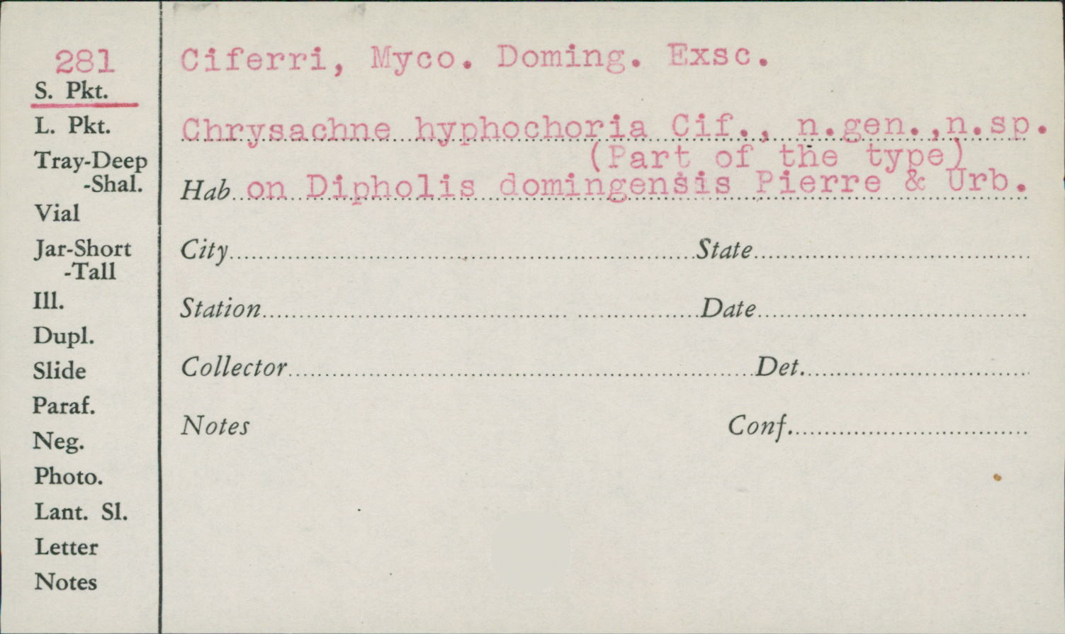 Chrysachne hyphochoria image