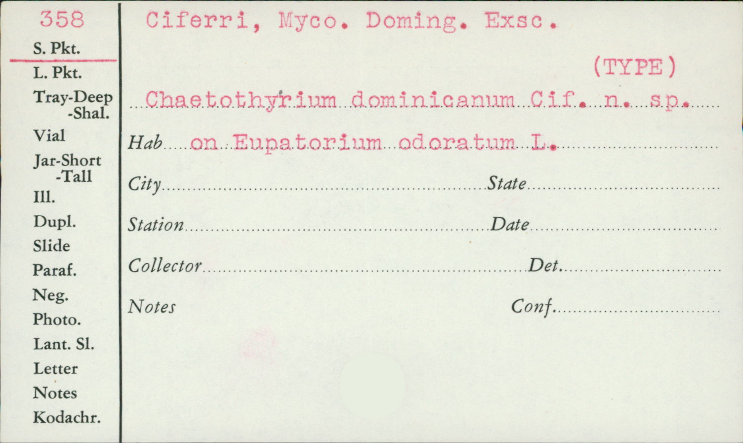 Chaetothyrium dominicanum image