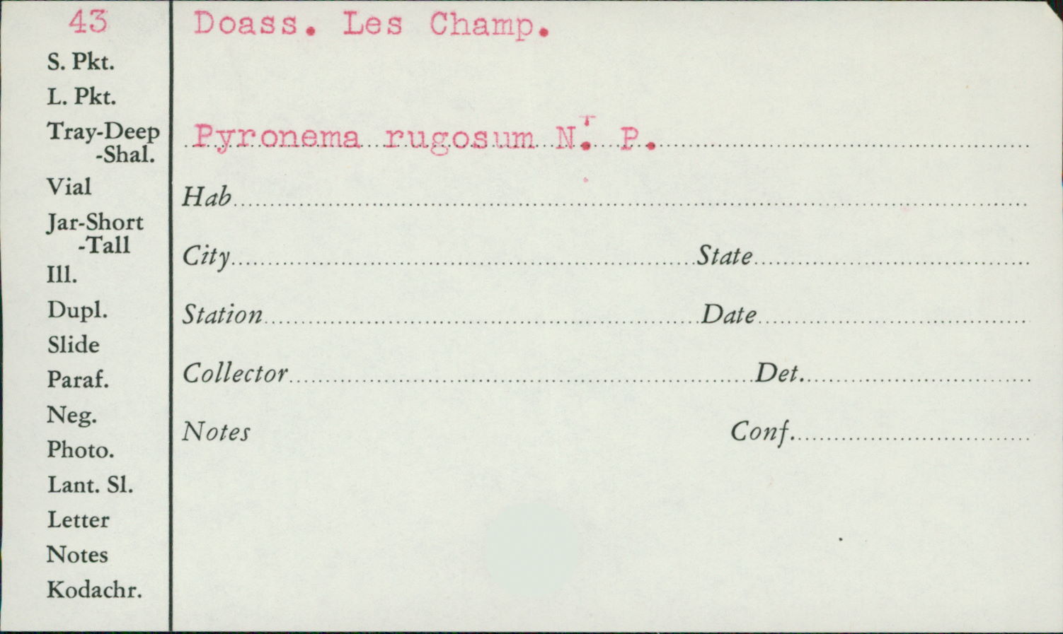 Pyronema rugosum image