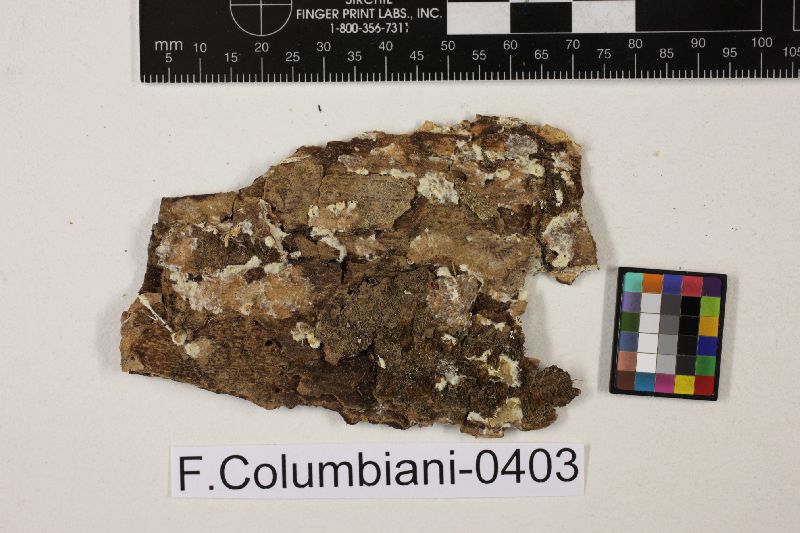 Ramaricium alboflavescens image