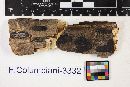 Biscogniauxia bartholomaei image