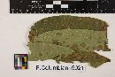 Gloeosporium ailanthi image