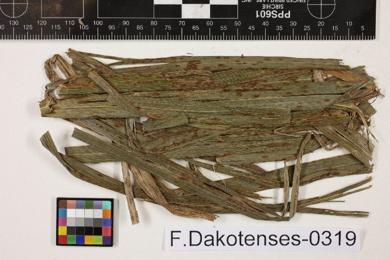 Pseudoseptoria image