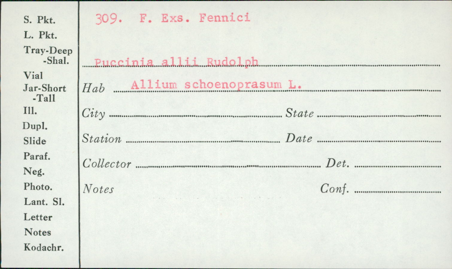 Puccinia africana image