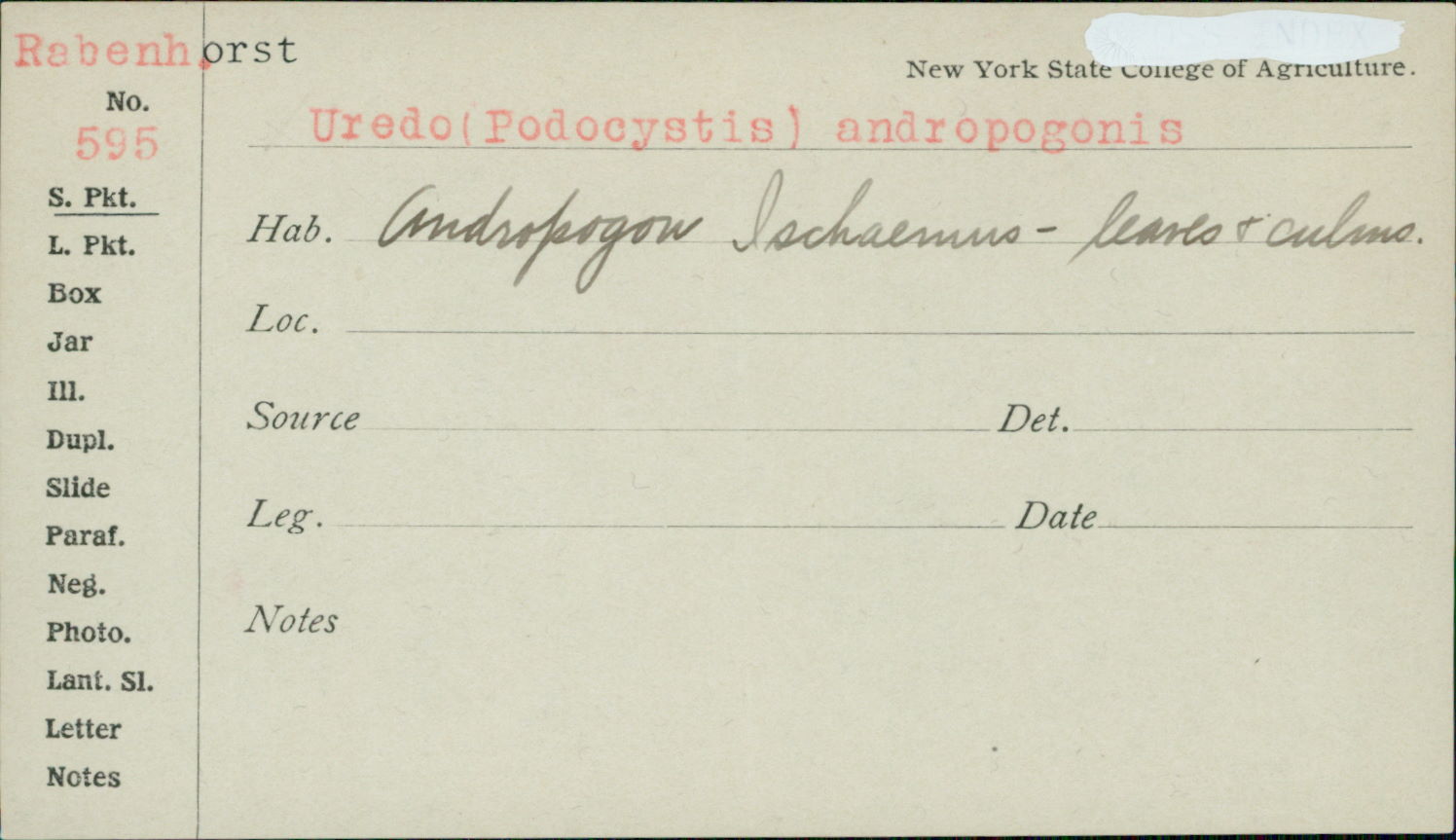 Uredo andropogonis image