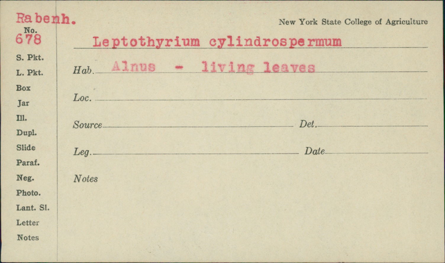 Leptothyrium cylindrospermum image